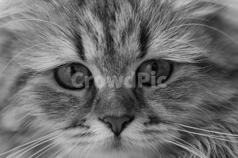동물,고양이,흑백,어린고양이,귀여움,동물,animal,포유류,mammal,고양이,cat,kitten,kitty,흑백,모노톤,monochrome,black and white