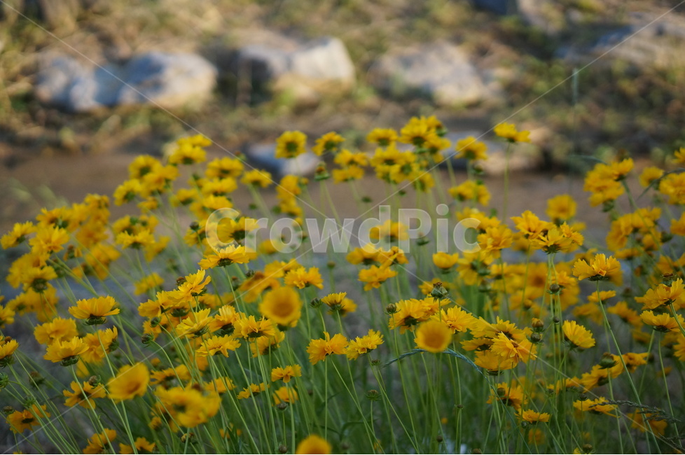 금계국,노랑,꽃,봄,풍경,식물,자연,plants,nature,꽃,flower