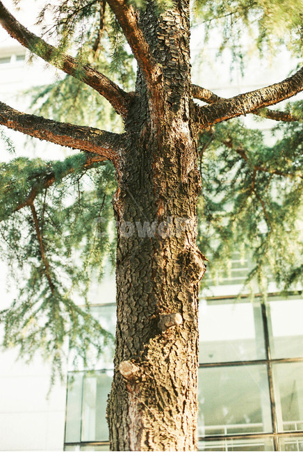 나무,낮,빛,식물,소나무,자연,그림자,감성사진,식물,자연,plants,nature,나무,trees,wood