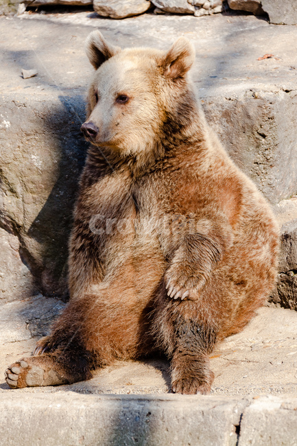 곰,동물,육식동물,포식자,동물원,동물,animal,포유류,mammal