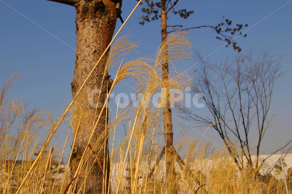 겨울,풍경,초겨울,갈대,억새,식물,나무,식물,자연,plants,nature