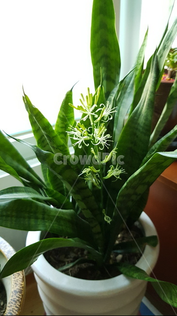 산세베리아꽃,산세베리아,공기정화식물,꽃,green,flower
