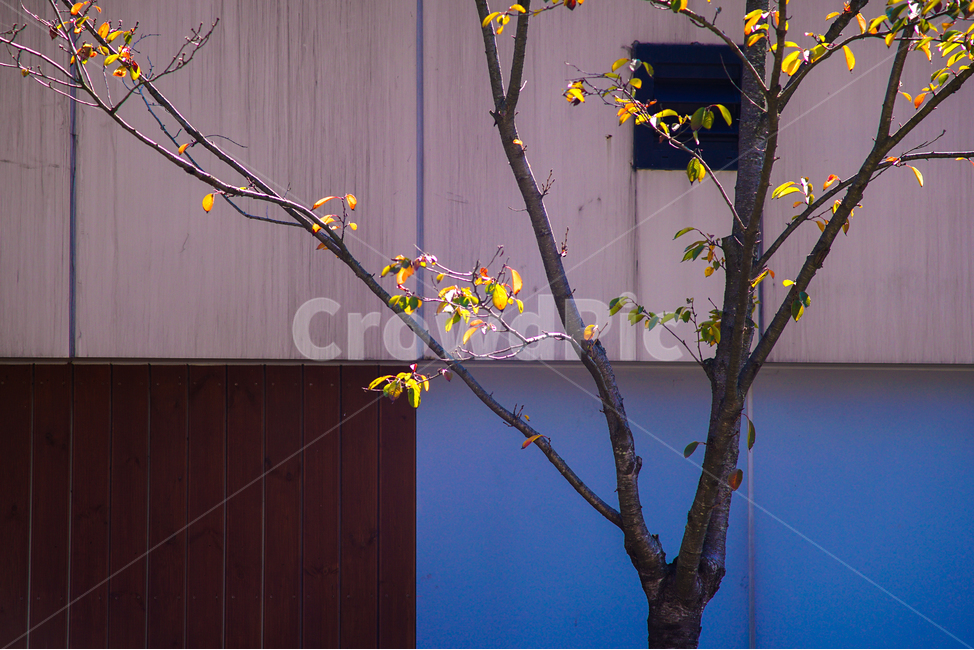 가을,단풍,나무,잎,잎새,자연,풍경,계절,가을,계절,fall,autumn,season,식물,자연,plants,nature,나무,trees,wood,plant,handrail,난간,banister