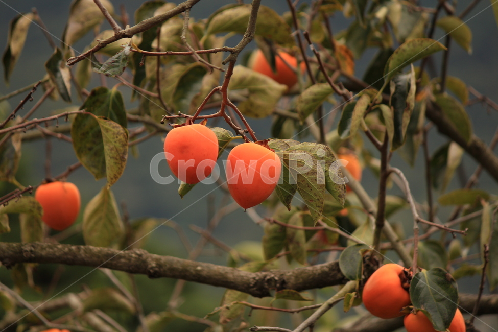 감,주홍색,감나무,가을,나무,수확,과일,대봉감,하동감,식물,자연,plants,nature,나무,trees,wood,과일,열매,fruit