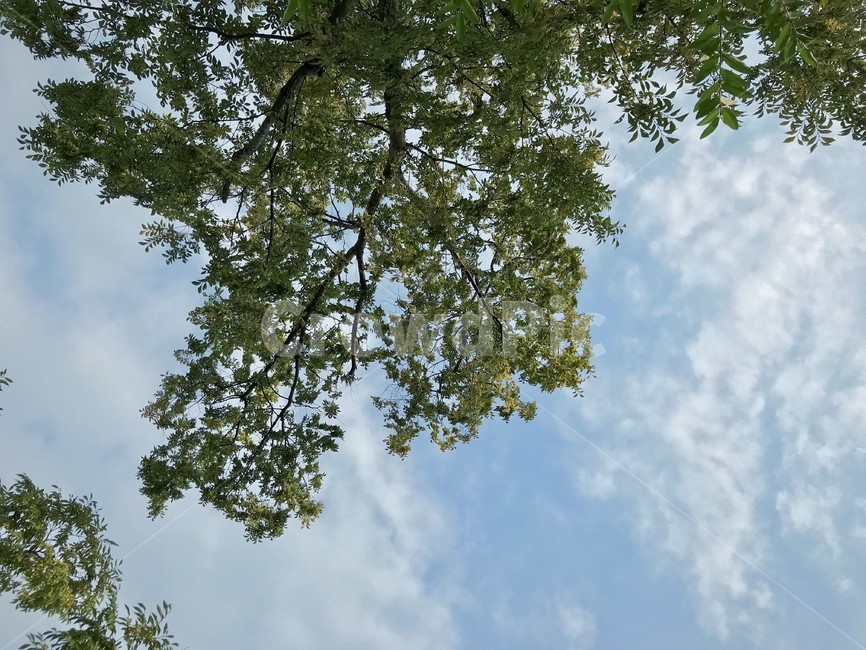 sky,cloud,cloud tree,tree,trees and sky,Looking at the sky while lying down