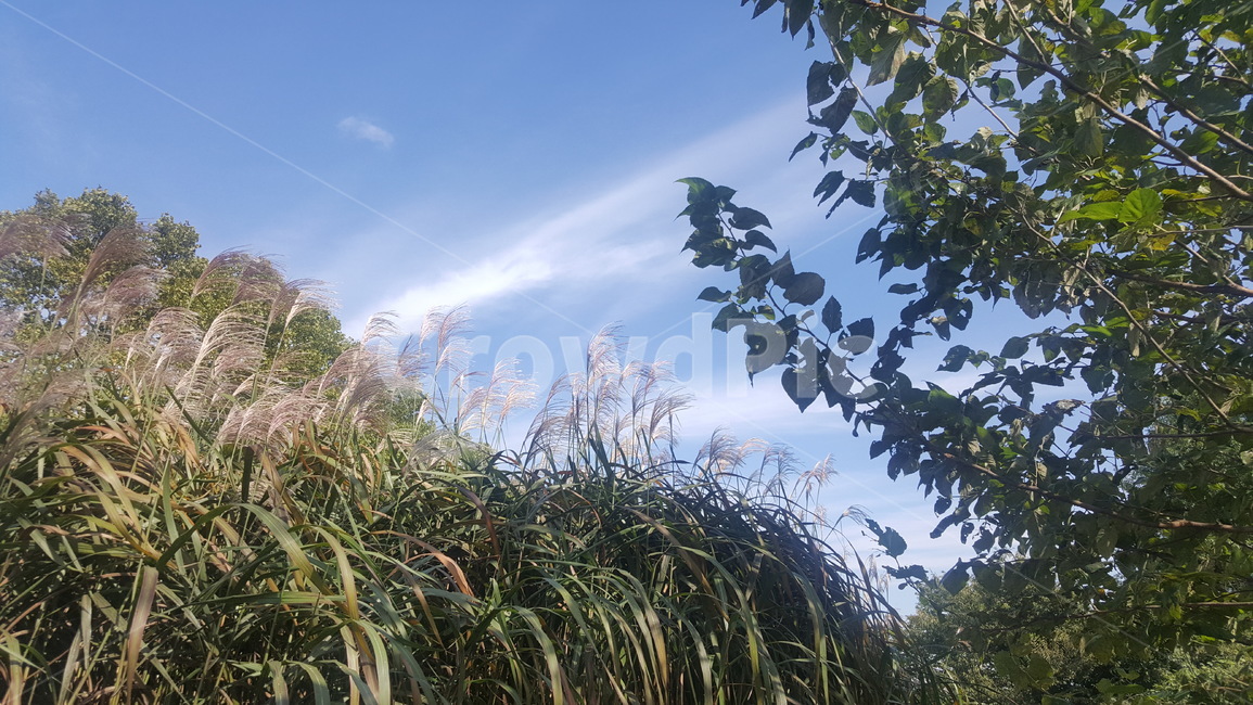 초록,가을,갈대,하늘,나들이,가을,계절,fall,autumn,season,자연,풍경,nature,landscape