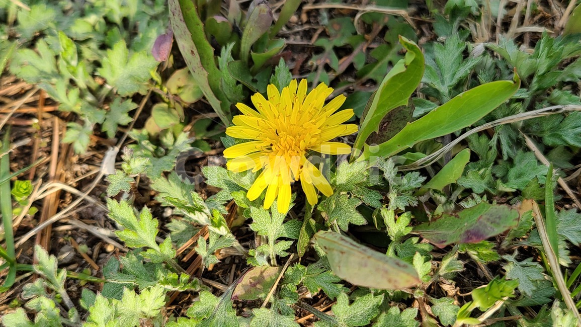 꽃,풀,민들레,flower,plant,식물,들꽃,야생화,봄,봄꽃,노란,노란색,yellow