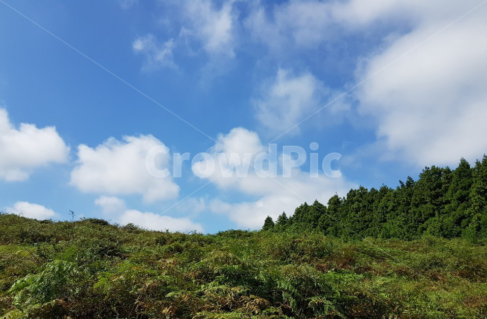 날씨,nature,자연,구름,cloud,sky,하늘,숲,풀