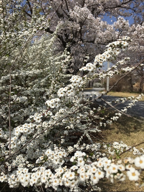 cherryblossom,plant,식물,blossom,벚꽃,flower,꽃,whiteflower