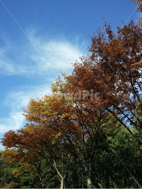 가을,나무,자연풍경,하늘,여유,바람,구름,가을,계절,fall,autumn,season,자연,풍경,nature,landscape,tree,plant,식물