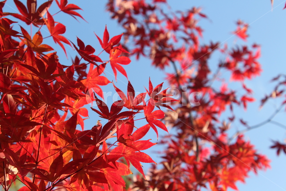 leaf,잎,tree,maple,단풍,가을,계절,fall,autumn,season,plant,식물,나무