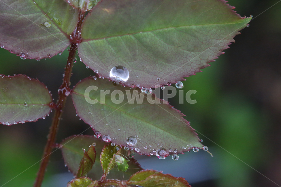 빗방울,raindrop,나뭇잎,물방울,leaf,waterdrop,식물,자연,plants,nature