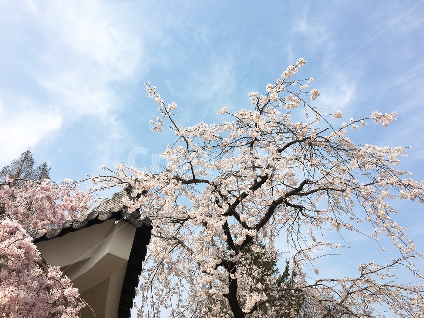 수양벚꽃,벚꽃,꽃,수양버들벚꽃,수양버들꽃,plant,식물,flower,현충원수양벚꽃,봄,핑크,cherryblossom,자연,풍경,blossom,nature,spring,봄꽃,벚나무,tree,korea,wood