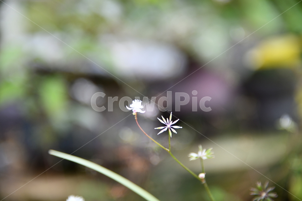 꽃,자연,식물,야생화,nature,flower,감성,feeling,배경,백그라운드