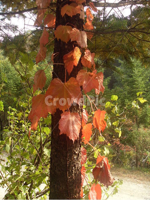 단풍잎,빨간색,덩굴식물,가을,햇살,가을,계절,fall,autumn,season,식물,자연,plants,nature,leaf,잎,plant,tree,나무