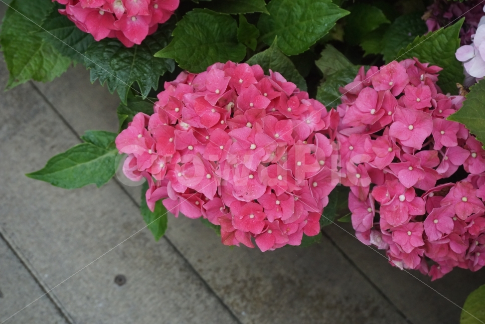 꽃,flower,이쁜사진,느낌사진,감성사진,꽃사진,수국,수국꽃,핑크꽃,식물,자연,plants,nature,꽃,flower
