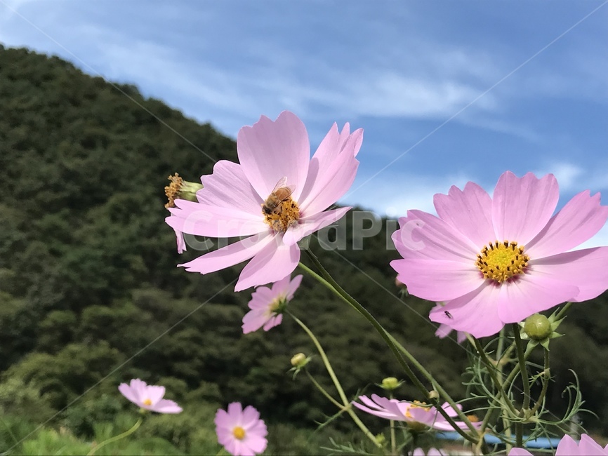 벌,꽃,코스모스,산,경치,식물,자연,plants,nature,꽃,flower