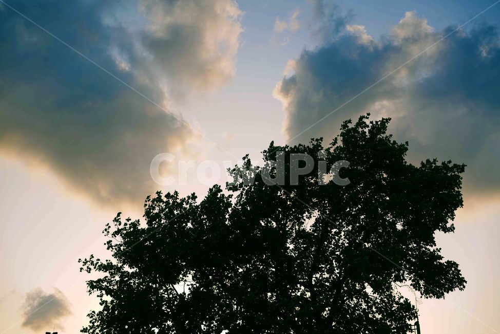 나무,어두움,풍경,구름,해질녘,그림자,tree,dark,landscape,cloud,shadow,sunset