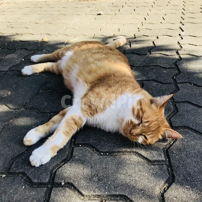 낮잠,고양이,길고양이,졸음,잠,쓰러짐,누움,취침,동물,갈색고양이,그늘,바닥,길바닥,동물,animal,포유류,mammal,고양이,cat,kitten,kitty
