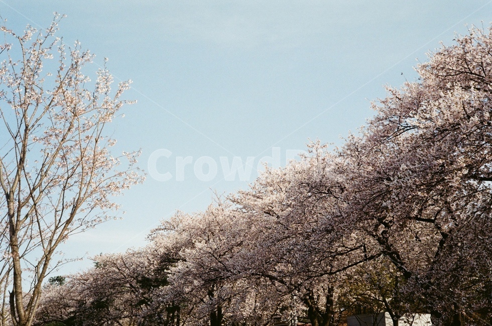 필름카메라,필름사진,여의도벚꽃축제,벚꽃사진,벚꽃,봄,자연,풍경,nature,landscape,한국자연풍경,한국자연경관,korea nature landscape,식물,plants,꽃,flower,plant,blossom