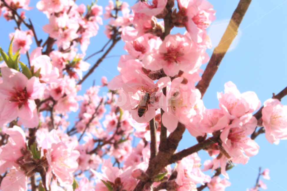 blossom,꽃,flower,벚꽃,cherryblossoms,벚나무,벌,봄