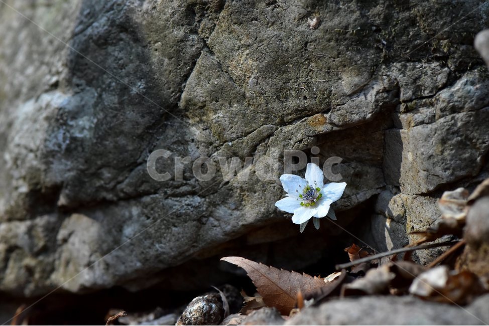 변산바람꽃,2018년,3월,야생화,꽃,생태,식물,자연,들꽃,산꽃,봄,감성,힐링,플라워,계절,시즌,wild,Flower,plants,nature,spring,season,배경,나무,목본,풀,초본,미나리아재비과,너도바람꽃속,flower,생태사진,봄꽃,변산,원조,자생지,오리지널,식물,자연,plants,nature,꽃,flower