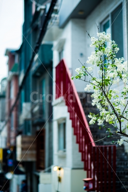 봄꽃,주택가,햇살,푸른잎,봄날,도시,풍경,city,landscape,식물,자연,plants,nature,꽃,flower,handrail,난간,banister,railing,plant