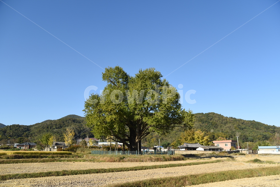 은행나무,구량리,노거수,tree,나무,plant,식물,nature,울산,보호수,식물,자연,plants,nature,나무,trees,wood