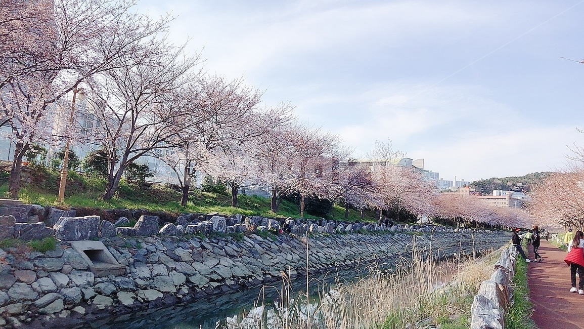 영도,해사고,공원길,공원,벚꽃,벚꽃길