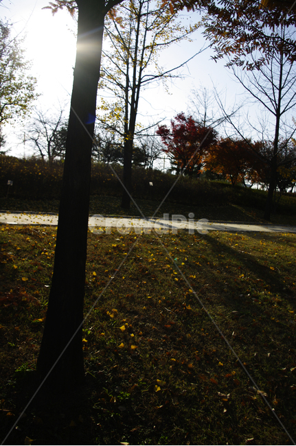 autumn,가을,나무,단풍,식물,낙엽,가을,계절,fall,autumn,season,자연,풍경,nature,landscape
