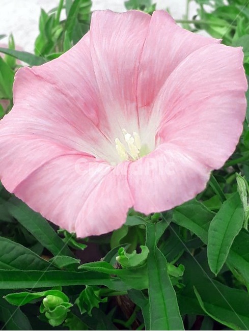 분홍,핑크,꽃,나팔꽃,자연,식물,자연,plants,nature,꽃,flower