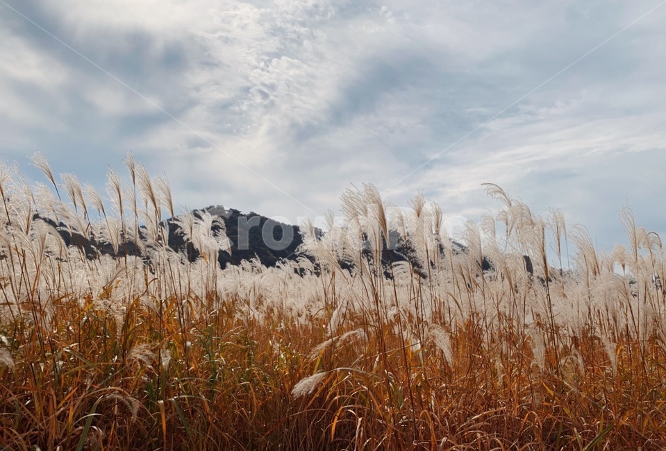 갈대밭,가을,잔디,reed,lawn,팜파스,가을,계절,fall,autumn,season,grass,plant,식물,갈대