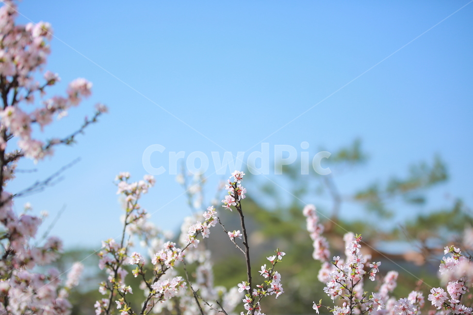 벚꽃,봄,새싹,cherryblossom,하늘,꽃,캐논,5dmark3,봄,계절,spring,season,식물,자연,plants,nature,꽃,flower,plant,blossom
