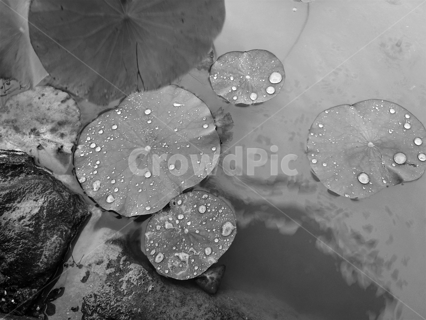 연꽃잎,흑백사진,모노톤,물,물방울,잎,자연,식물,식물,자연,plants,nature,흑백,모노톤,monochrome,black and white