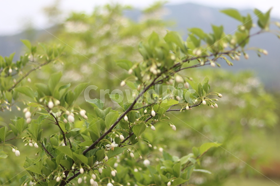 때죽나무꽃,흰색,꽃봉오리,봄,낮,봄,계절,spring,season,식물,자연,plants,nature,꽃,flower