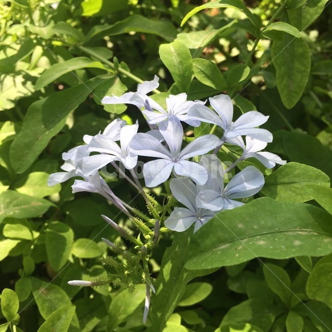 라일락,꽃,자연,향기,봄,싱그러움,빛,식물,자연,plants,nature,꽃,flower
