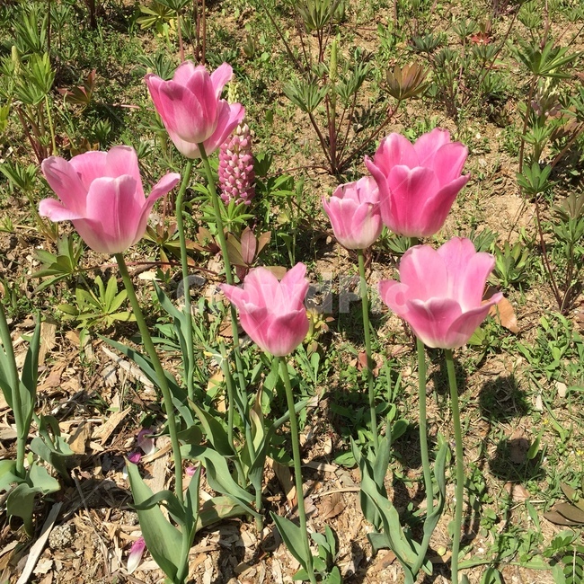 튤립,분홍꽃,분홍튤립,꽃,분홍색,식물,자연,plants,nature,꽃,flower