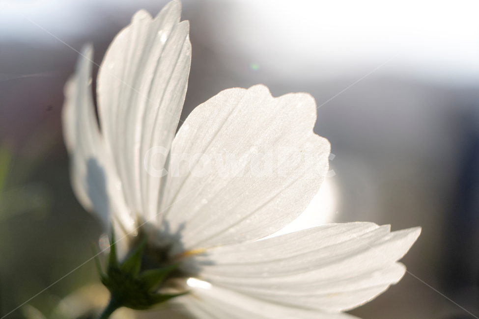 가을,흰꽃,코스모스,접사,이슬,아침이슬,아침,가을,계절,fall,autumn,season,식물,자연,plants,nature,꽃,flower,plant,daisies,데이지,blossom,daisy