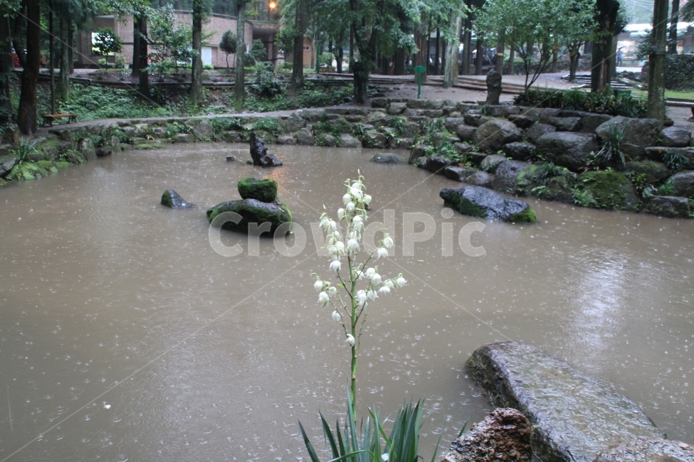 비,꽃,호수,흐림,보성,식물,자연,plants,nature,꽃,flower