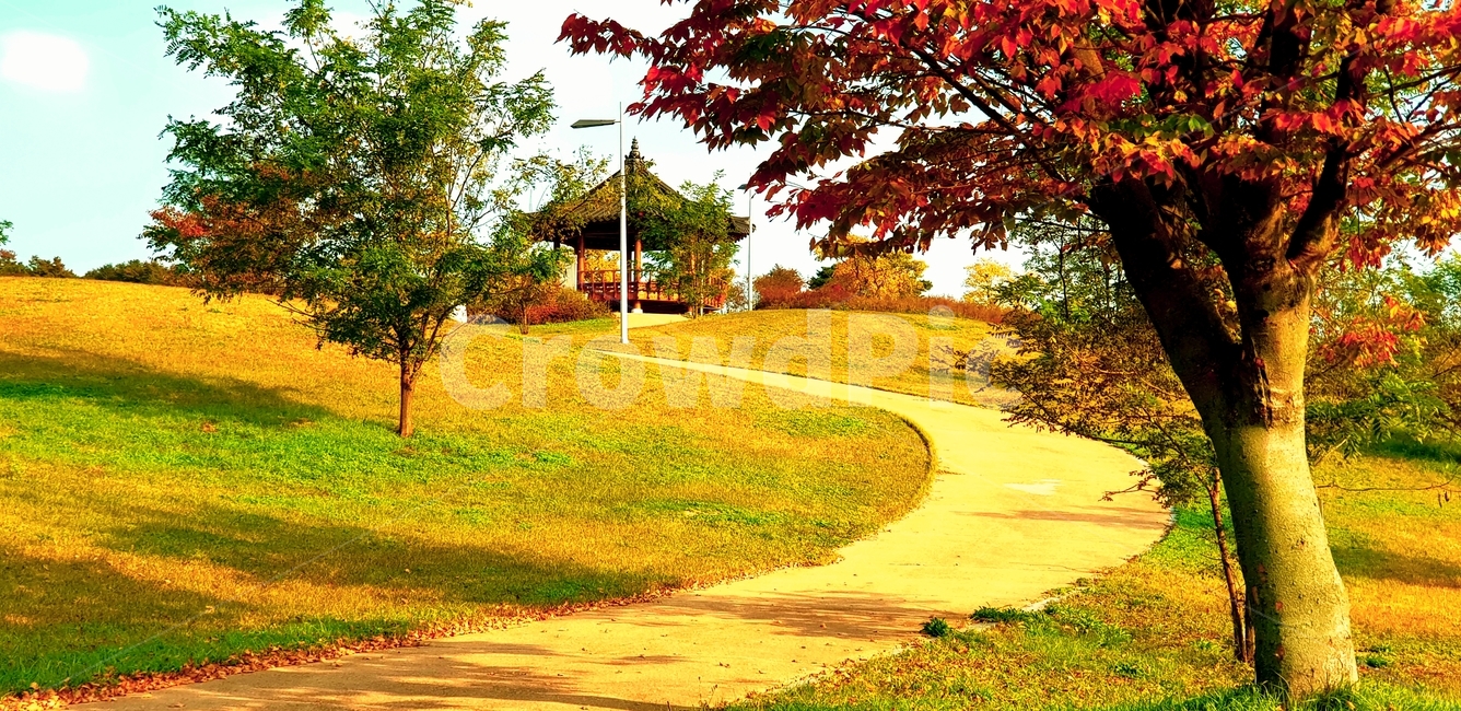 tree,나무,plant,식물,단풍