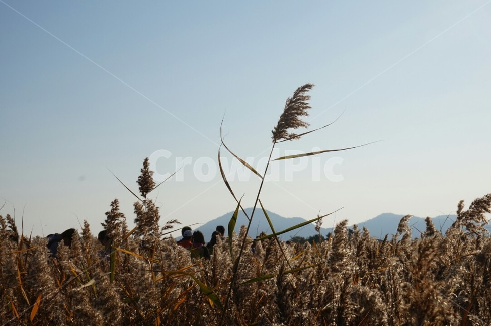갈대,가을,순천만,자연,맑은하늘,가을,계절,fall,autumn,season,식물,자연,plants,nature,grass,잔디,plant,lawn,reed