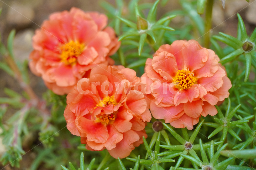 꽃,자연,접사,힐링,배경화면,분홍색,신선함,평온함,season,plants,nature,flower,sensible,feeling,색깔,색상,색채,색감,colorsense,colorsensitivity,feelingofcolor,감성