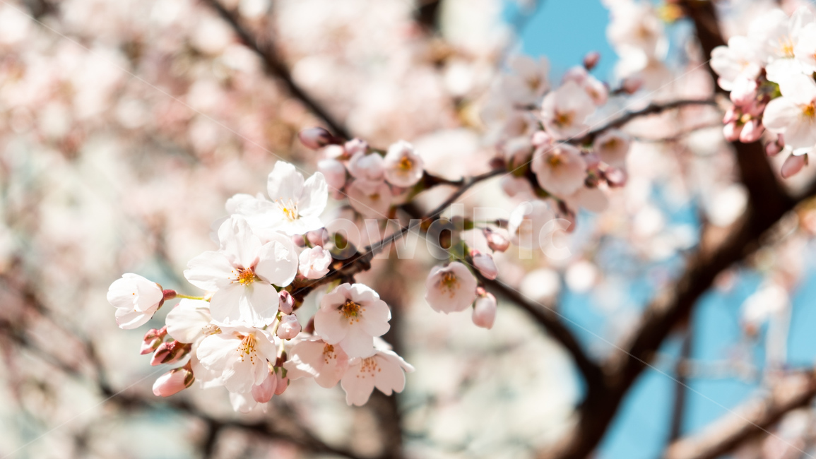 봄,벚꽃,벚꽃나무,꽃,flower,cherryblossom,spring,자연,감성사진,봄,계절,spring,season,plant,식물,blossom