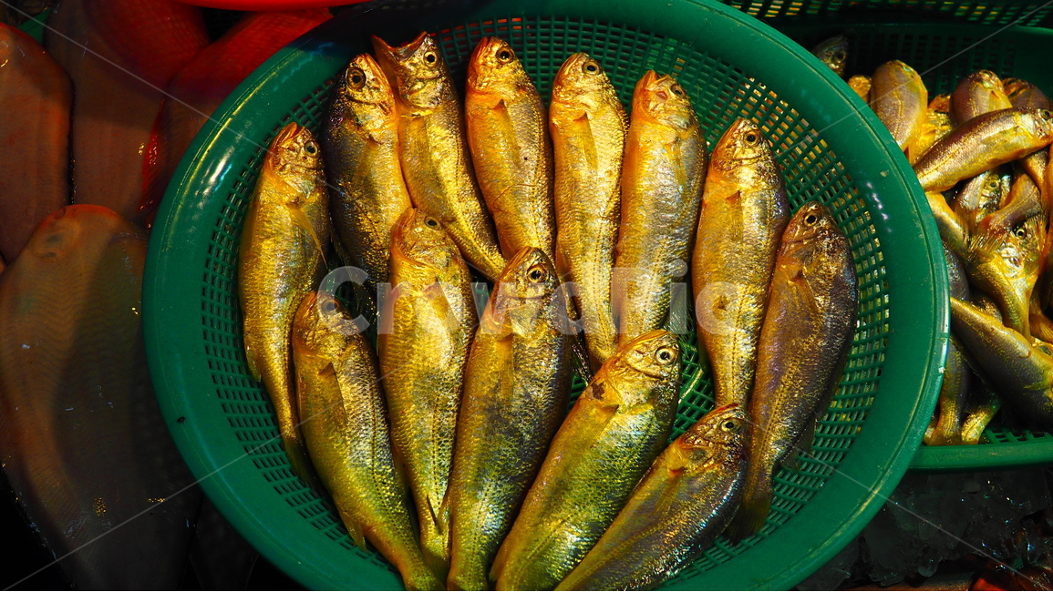 수산시장,생선,소래포구,해산물,싱싱한,신선한,식재료,바다,market,맛있는,건강한,매대,시장,마트,마켓,market,mart,market place,음식,식재료,요리,food,cook,meal,dishes,food reserves,수산물,해산물,fishery products,seafood