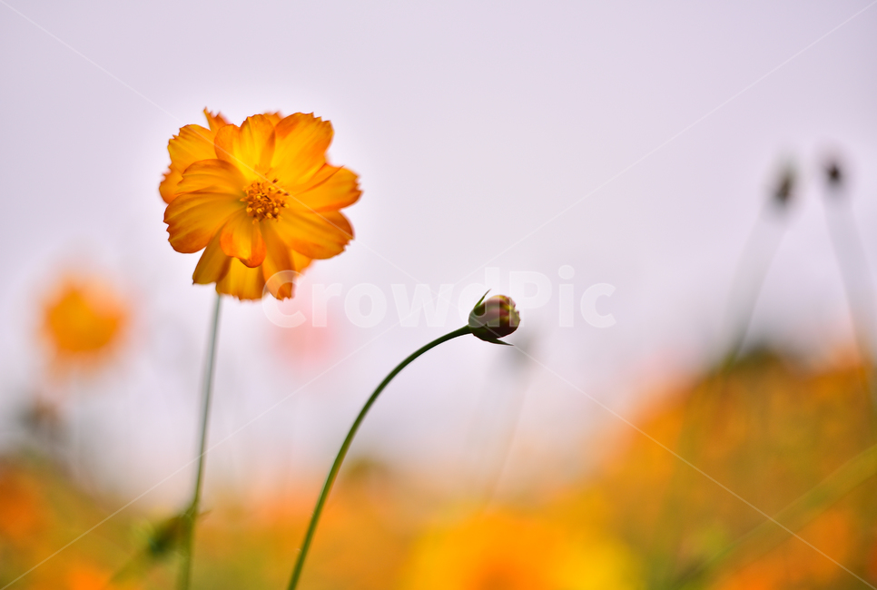 노랑코스모스,코스모스,꽃,가을꽃,꽃밭,공원,야외,노랑색,가든,옥외,park,flowers,yellowcosmos,garden,background,배경,바탕,백그라운드,plant,yellow,올림픽공원,들꽃마루,outdoors,field,들,blossom,자연,nature,진노랑색꽃,가을배경,가을분위기,계절,시즌,season,가을,계절,fall,autumn,season,식물,자연,plants,nature,꽃,flower,petal,꽃잎
