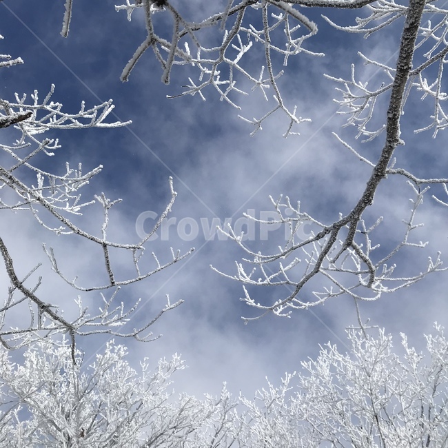 nature,snow,눈,자연,겨울,겨울왕국,하늘,겨울,계절,winter,season
