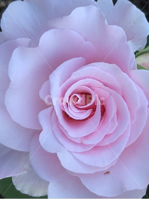 장미,오월,꽃,장미축제,장미꽃사진,식물,자연,plants,nature,꽃,flower