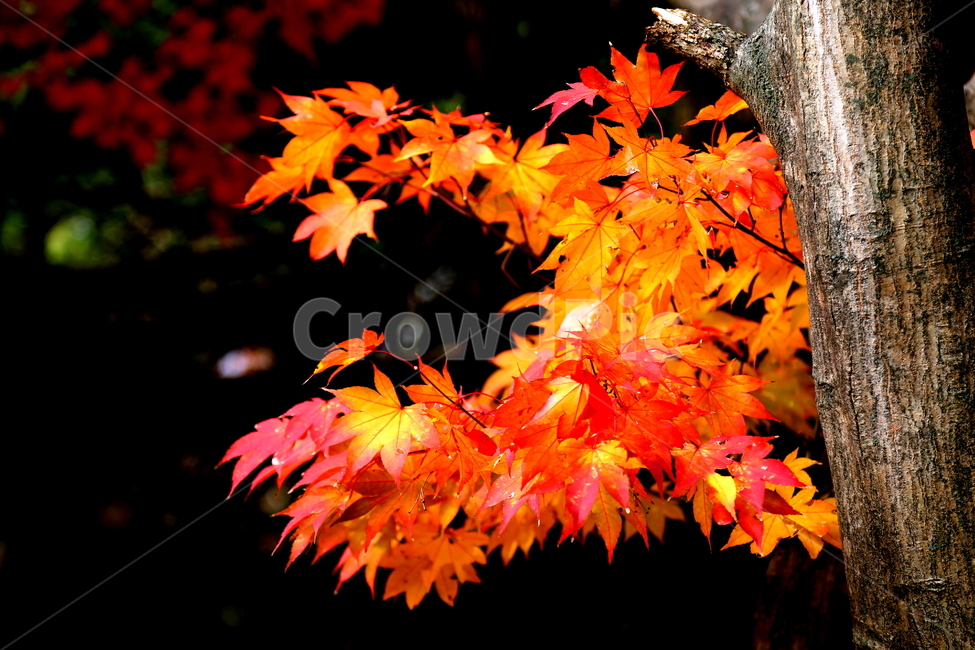 가을,단풍,풍경,계절,자연,가을,계절,fall,autumn,season,식물,자연,plants,nature,leaf,잎,plant,tree,나무
