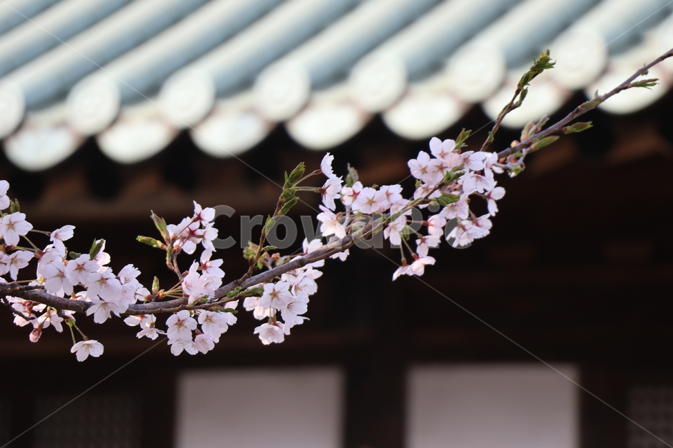 꽃,벗꽃,봄,4월,계절,봄,계절,spring,season,plant,식물,flower,blossom