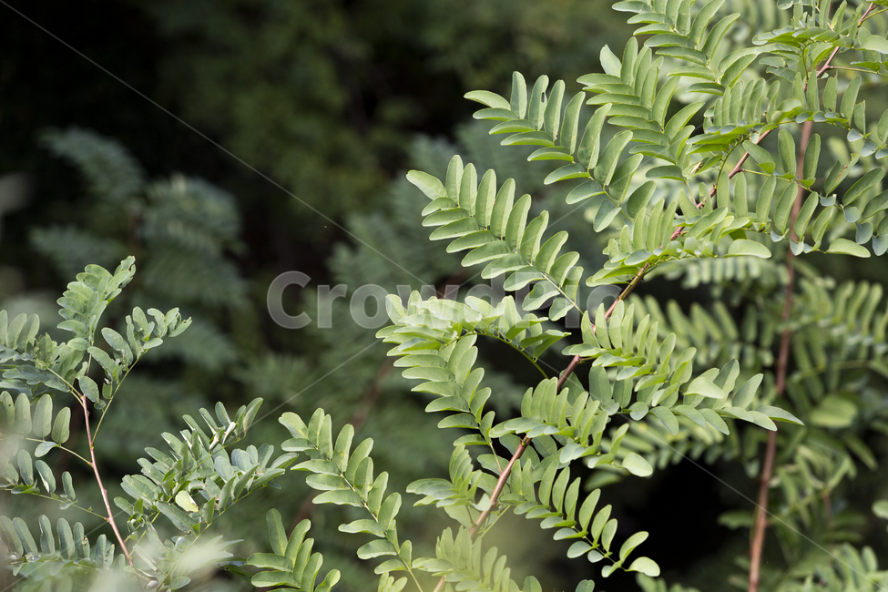 나무잎,자연,초록,잎,나무,목재,풍경,식물,자연,plants,nature
